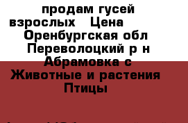 продам гусей  взрослых › Цена ­ 1 000 - Оренбургская обл., Переволоцкий р-н, Абрамовка с. Животные и растения » Птицы   